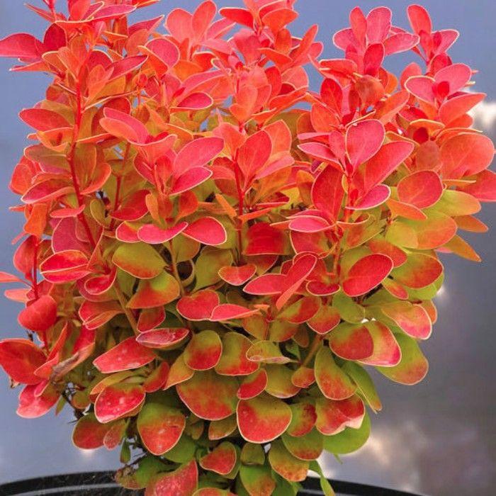 Фото Барбарис Тунберга «Orange Ice»