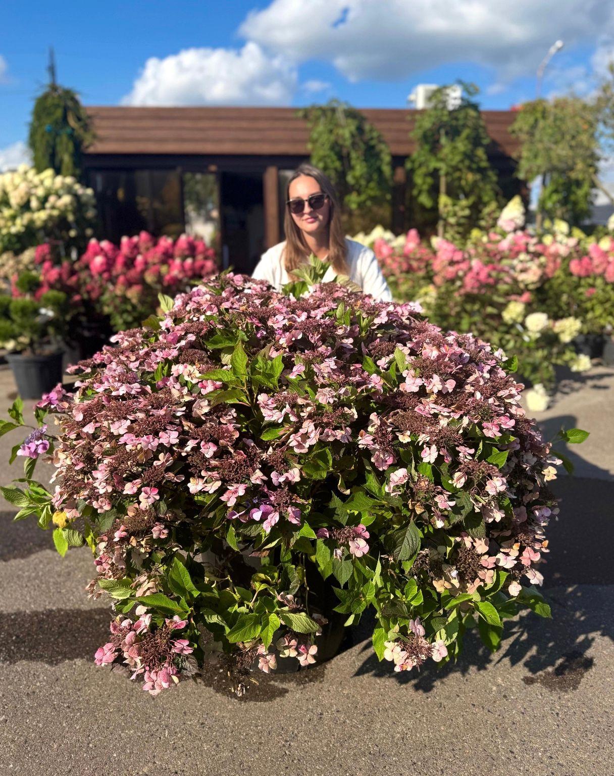 Фото Гортензия пильчатая Коттон Кэнди