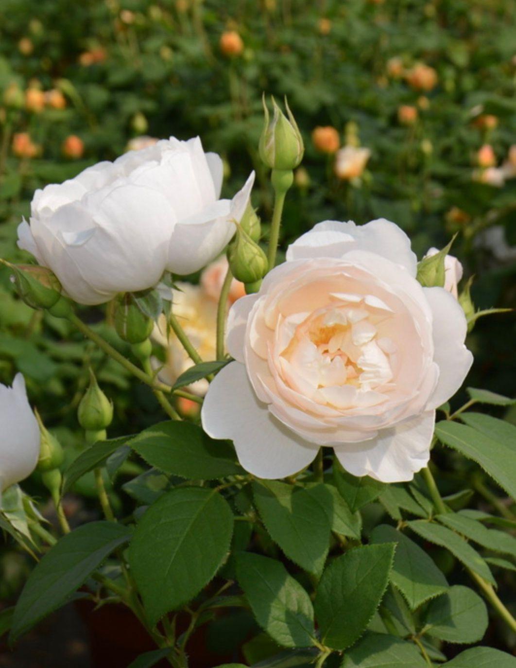 Фото Роза английская `Дездемона` Rosa (S) `Desdemona` ®