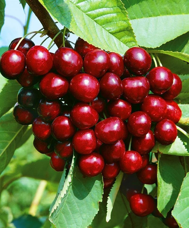 Фото Черешня Ревна