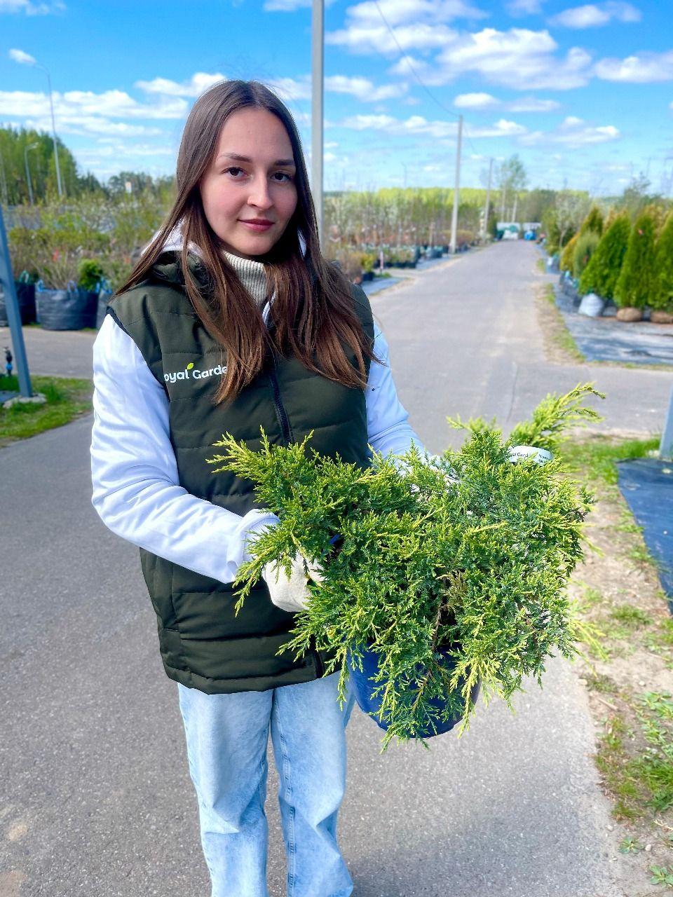 Фото Можжевельник средний Голд Стар 