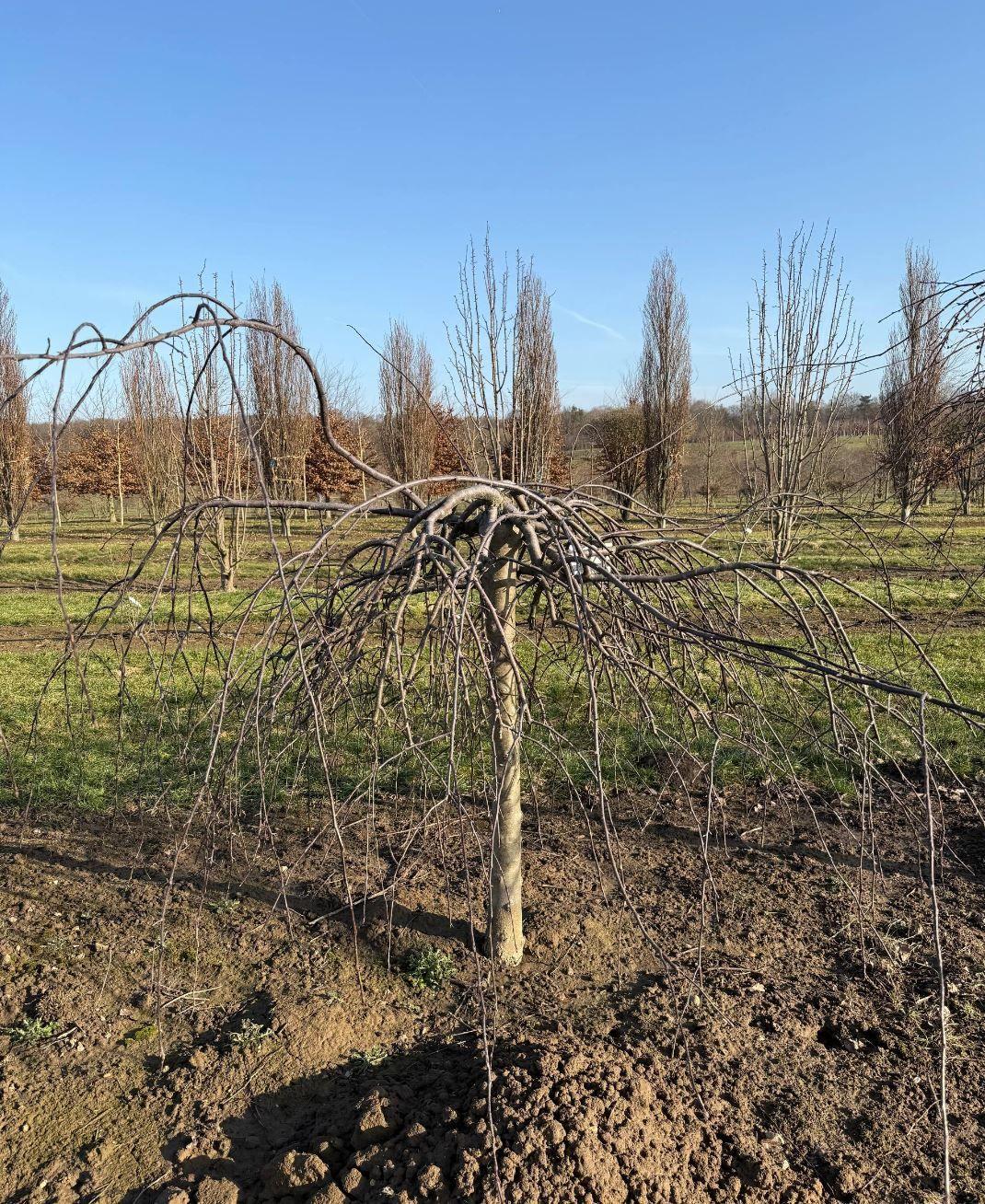 Фото Яблоня декоративная 'Royal Beauty'