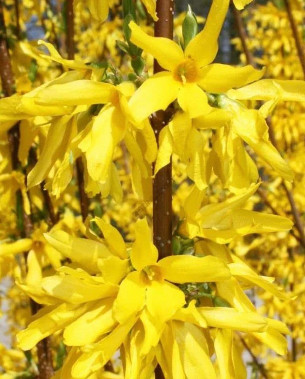 Фото Форзиция промежуточная Лунвуд