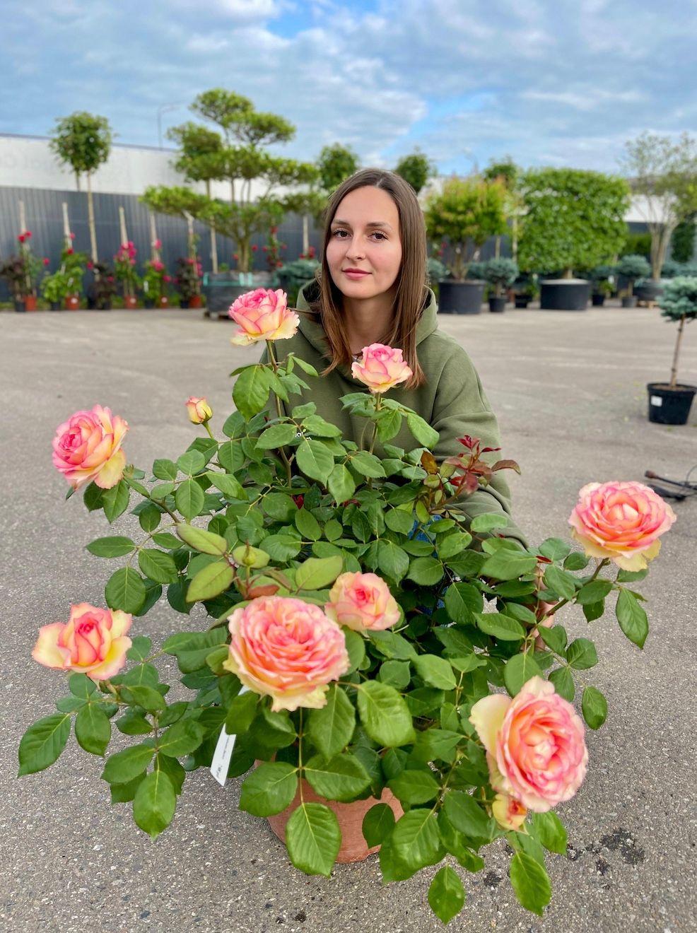 Фото Роза чайно-гибридная `Джалита` Rosa (S) `Jalita` ®