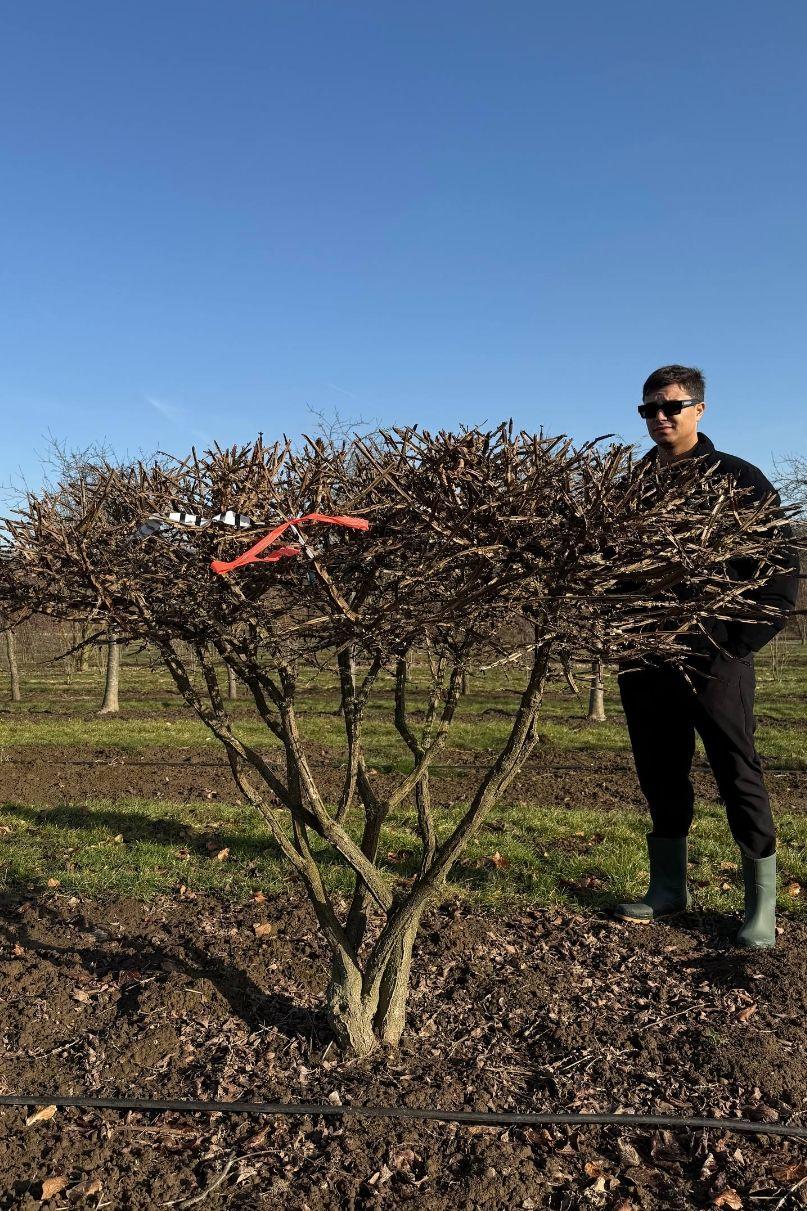 Фото Бересклет крылатый (форма Зонт)