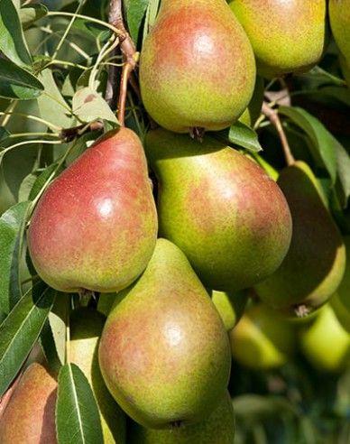 Фото Груша «Бере русская»