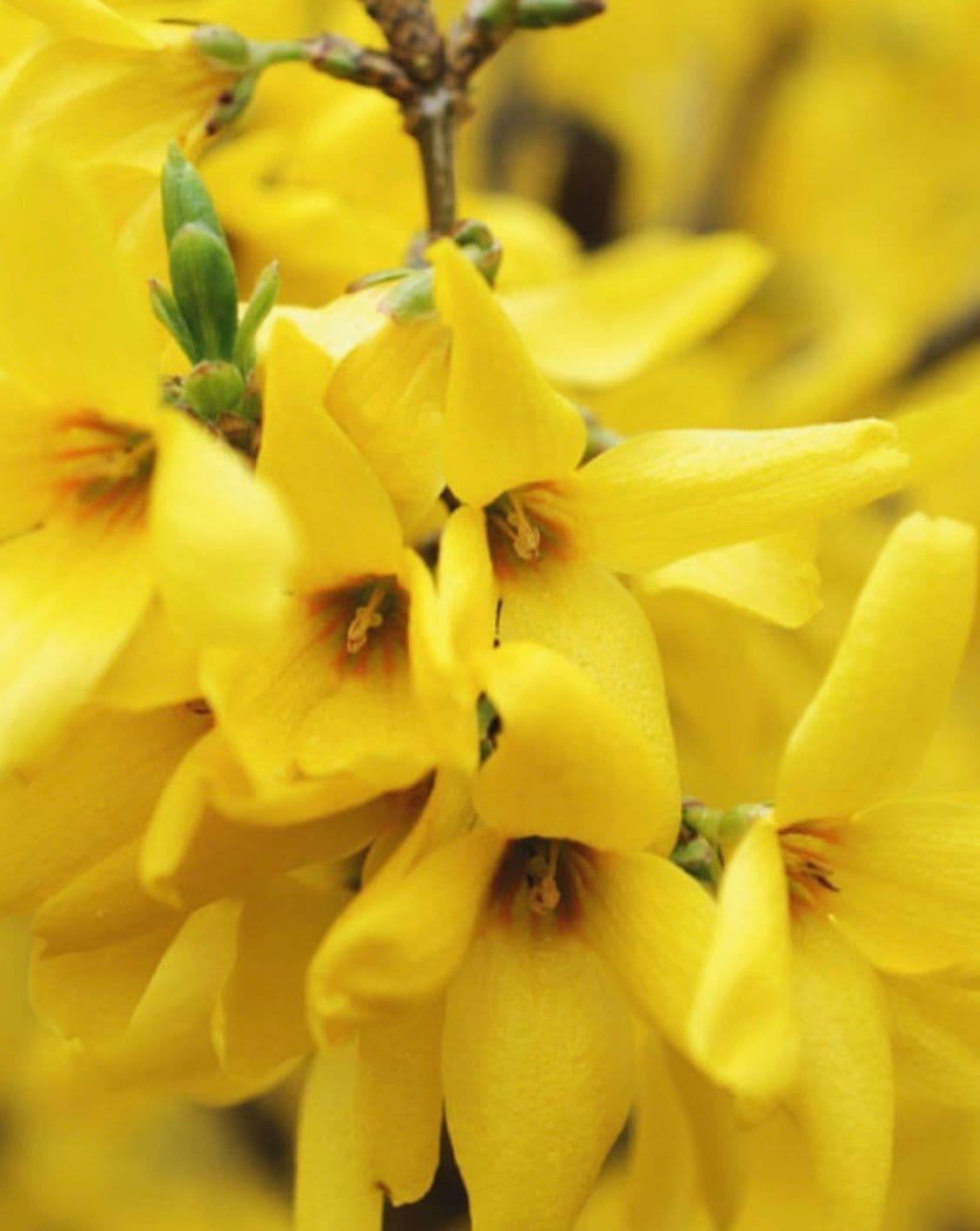 Фото Форзиция средняя Голдзаубер