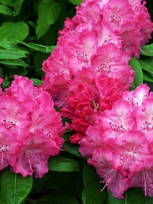 Фото Рододендрон «Germania»