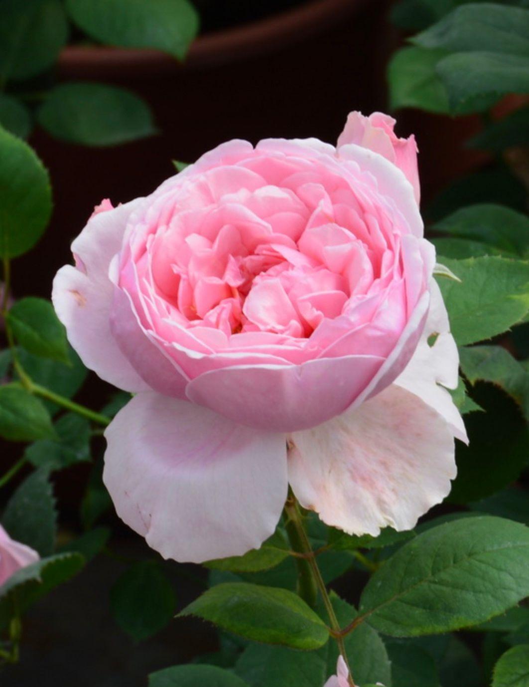 Фото Роза английская `Бразе Кадфаэл` Rosa (S) `Brother Cadfael`®