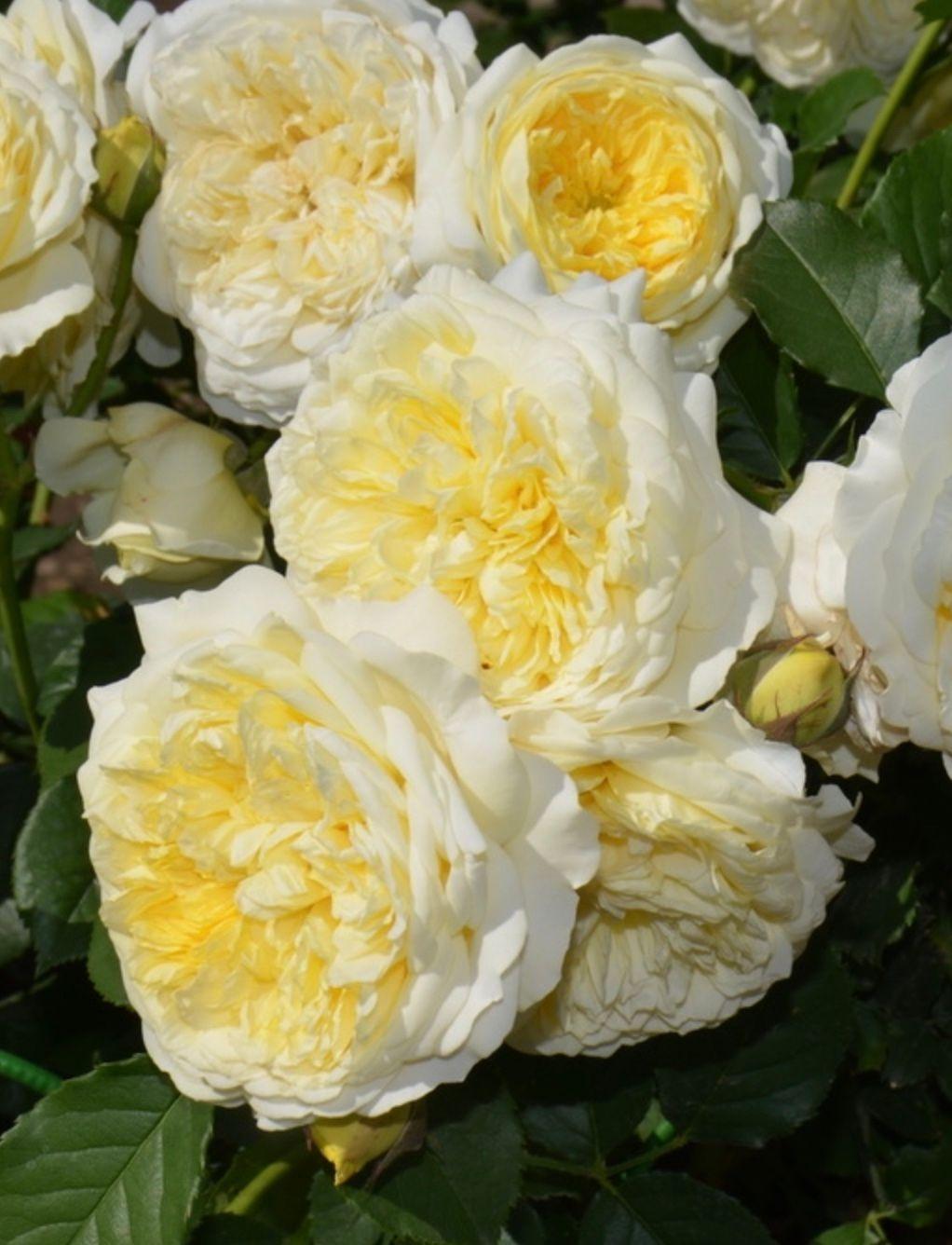 Фото Роза на штамбе `Зэ Пилгрим` Rosa`The Pilgrim`® (S)