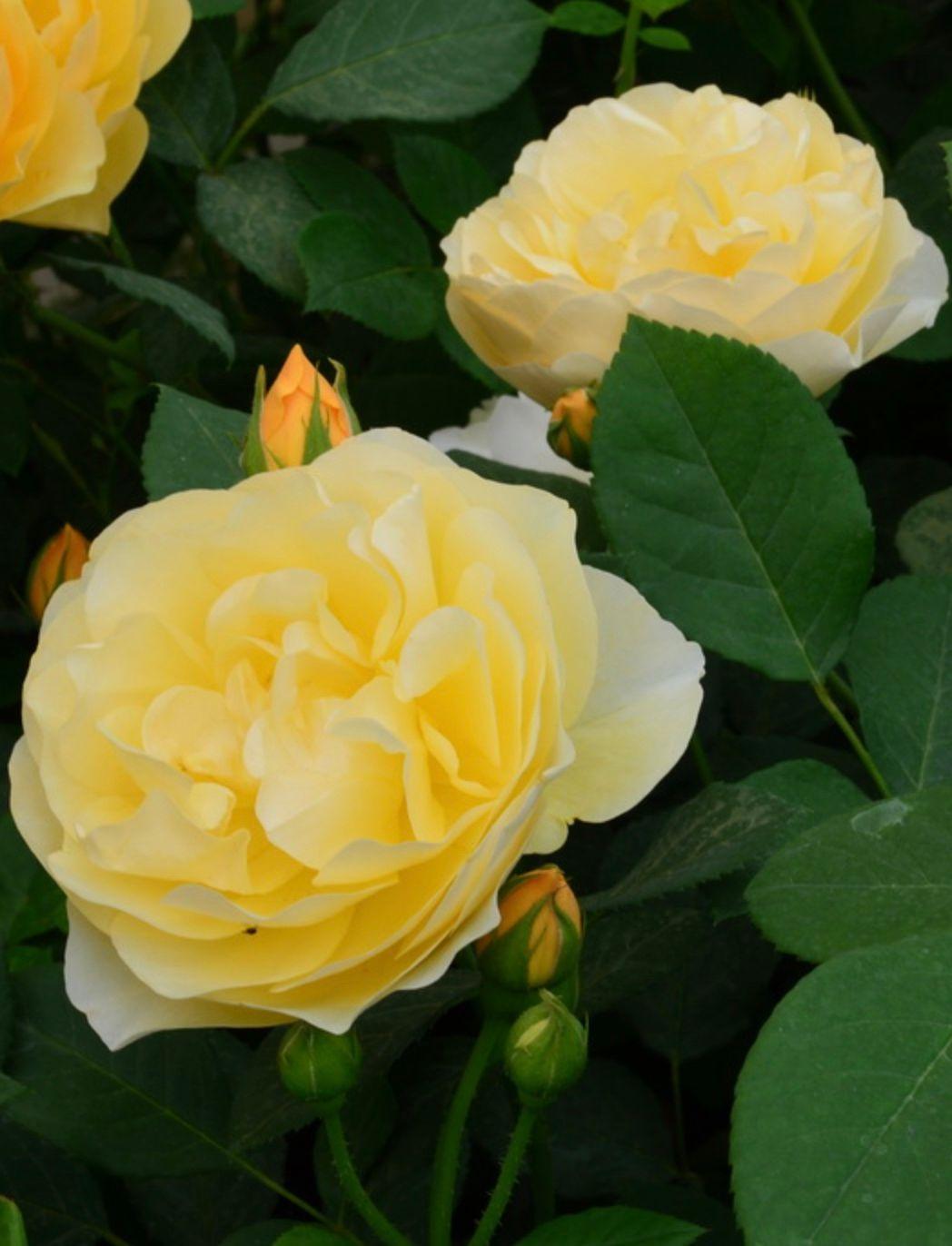 Фото Роза английская `Грэхэм Томас` Rosa (S) `Graham Thomas`®