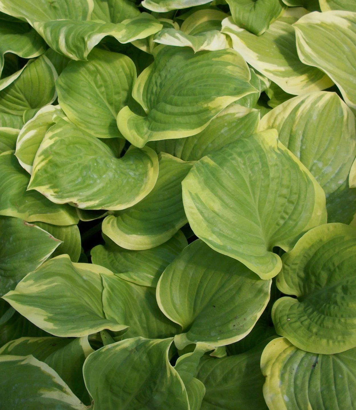 Фото Хоста Fragrant Bouget
