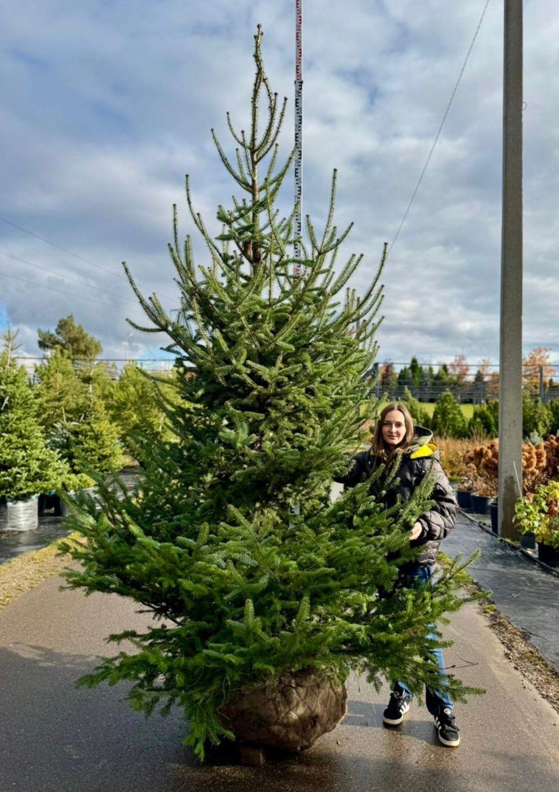 Фото Пихта Бальзамическая