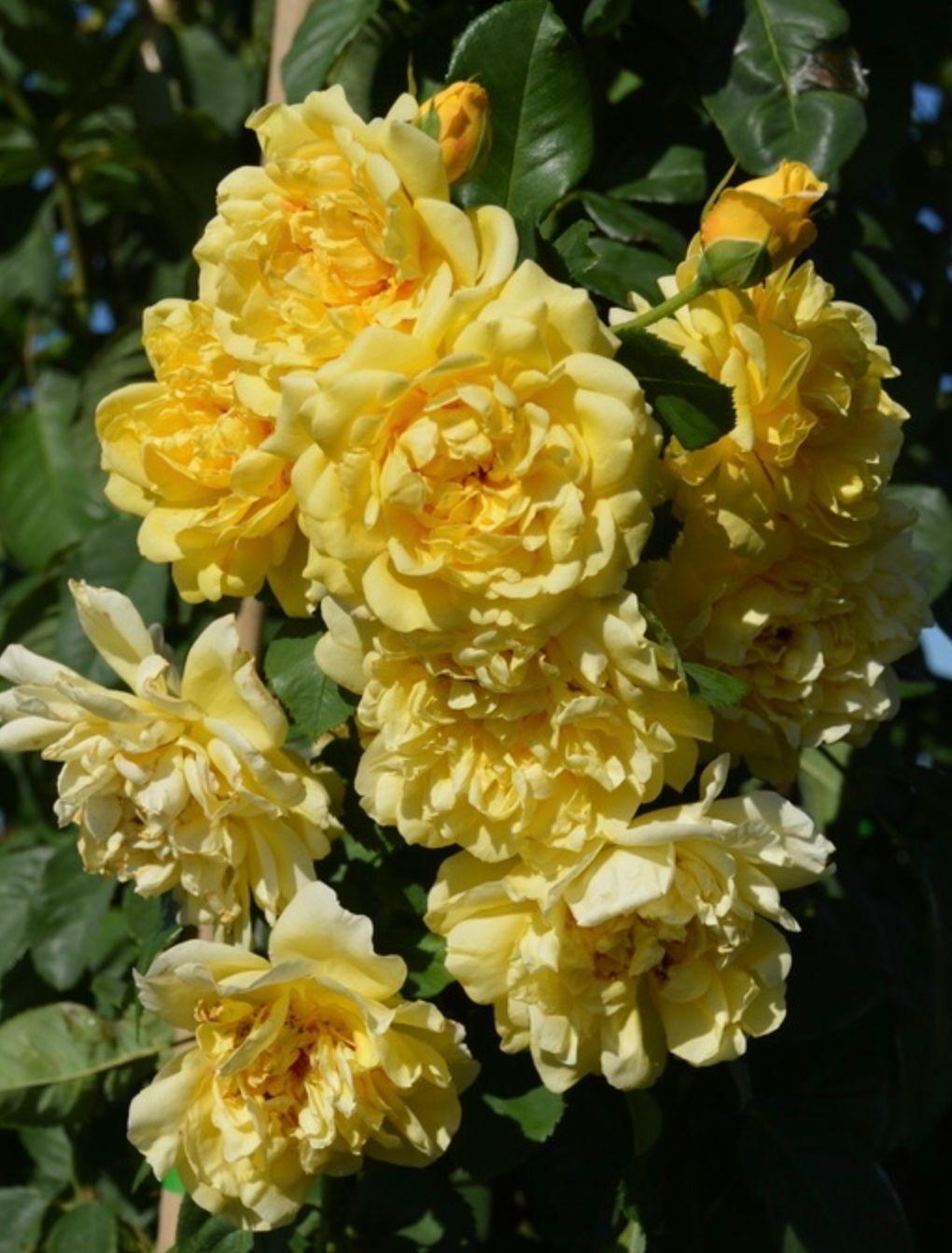 Фото Роза плетистая `Голден Гейт` Rosa (CI) `Golden Gate`® KLETTERMAXE