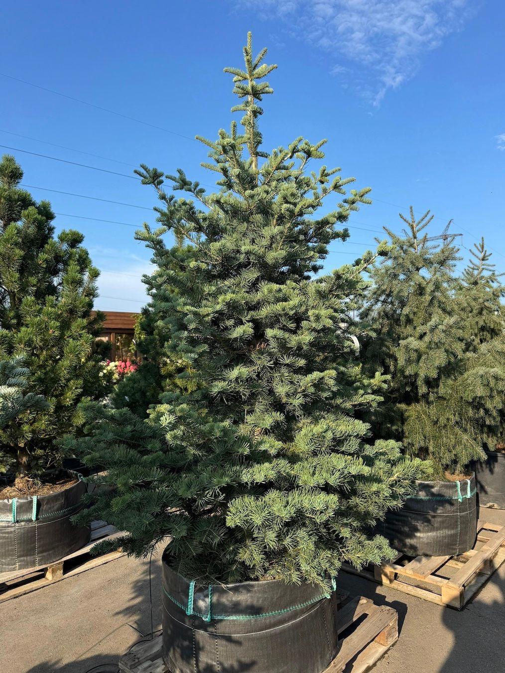 Фото Пихта одноцветная Конколор