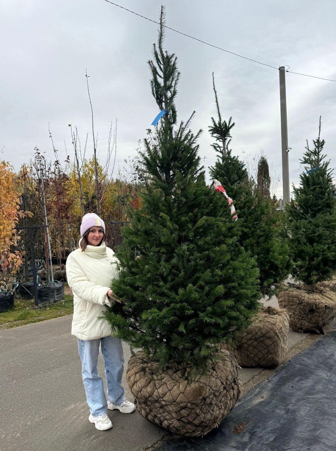 Фото Пихта Сибирская