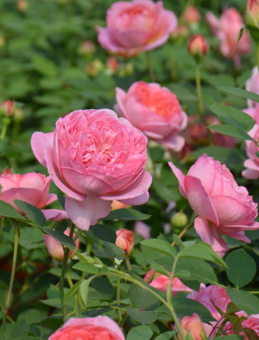 Фото Роза английская `Боскобель` Rosa (S) `Boscobel` ®