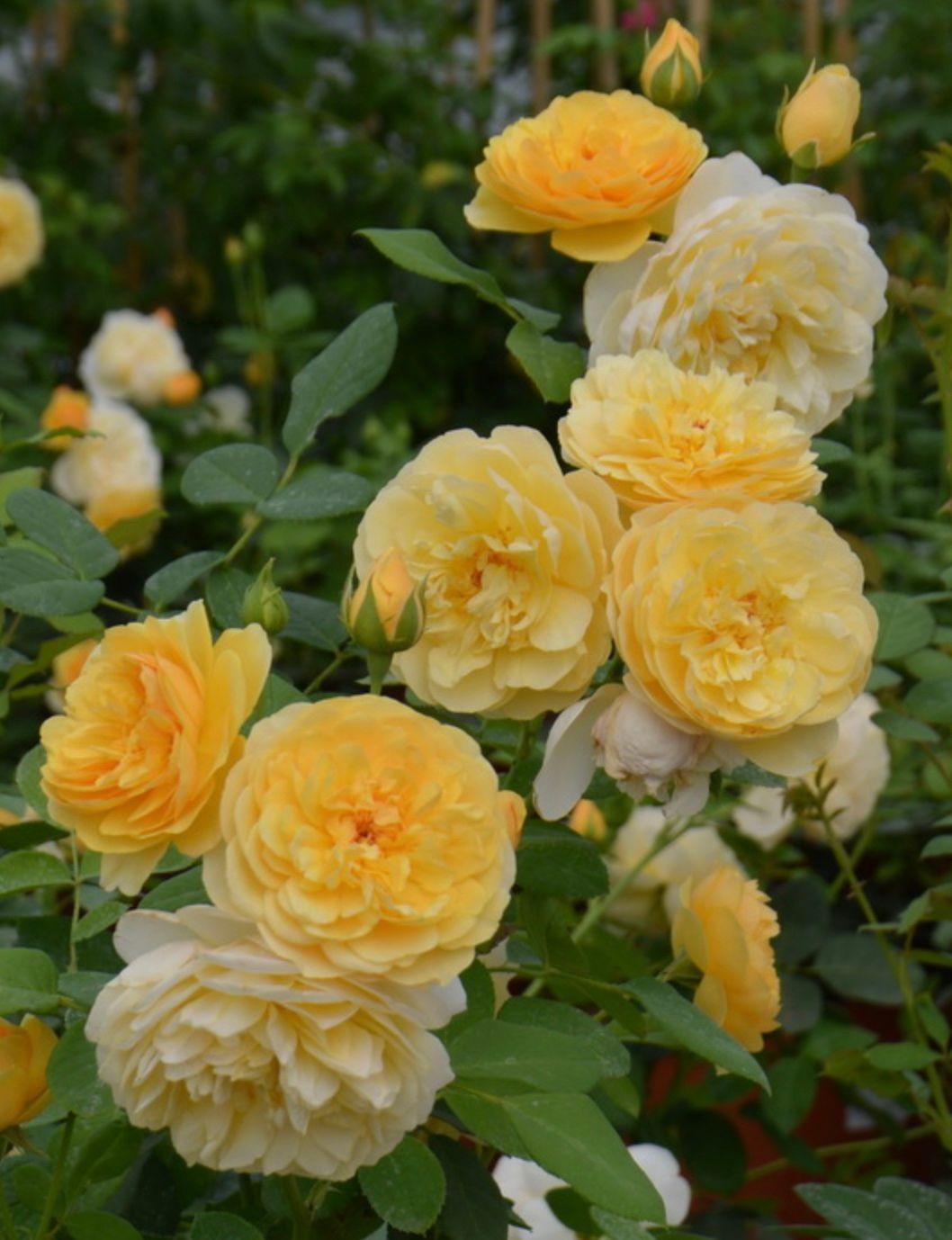 Фото Роза английская `Голден Селебрэйшн` Rosa (S) `Golden Celebration`®