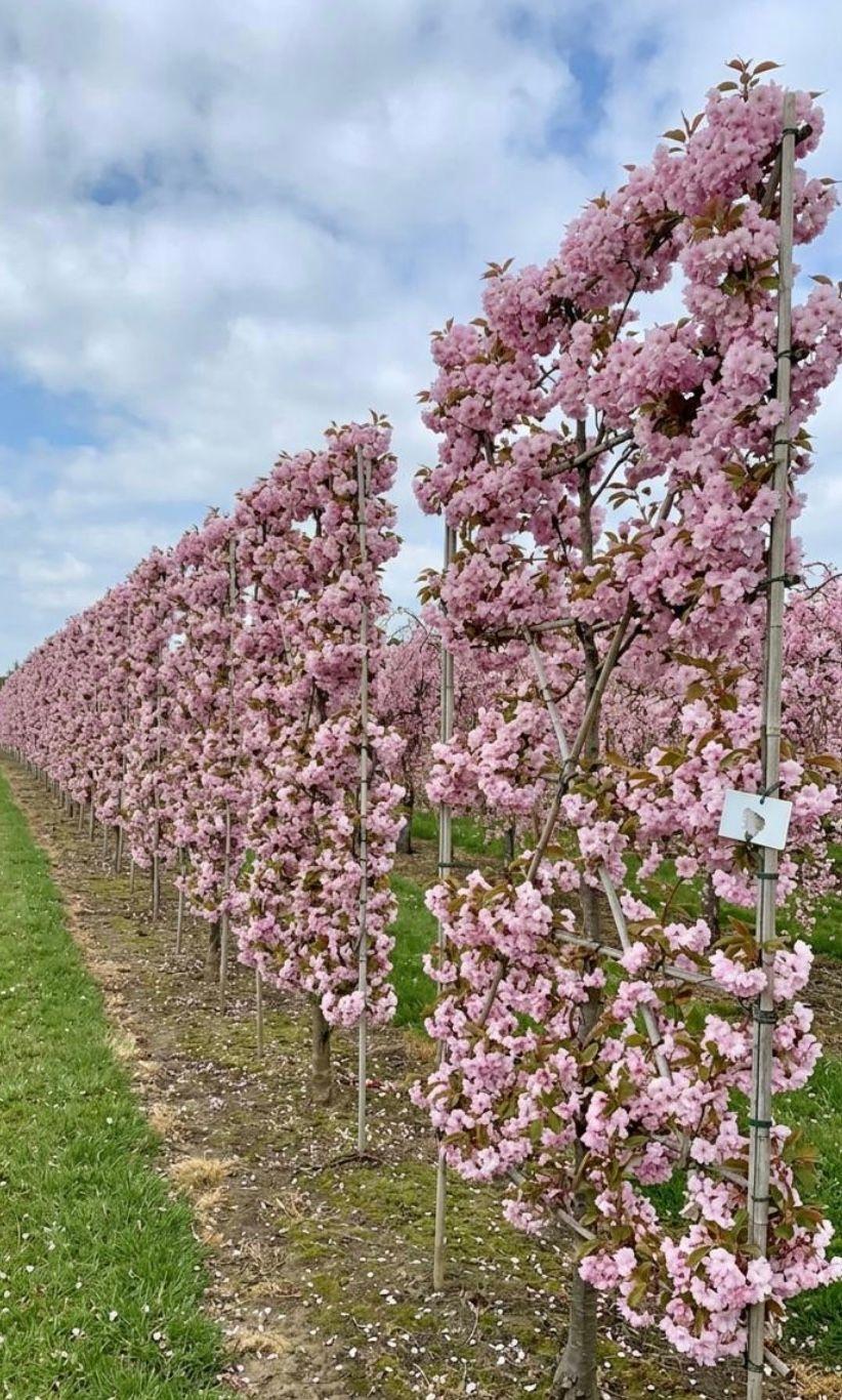 Фото Яблоня декоративная "Бренди Мейджик" (форма Шпалера)