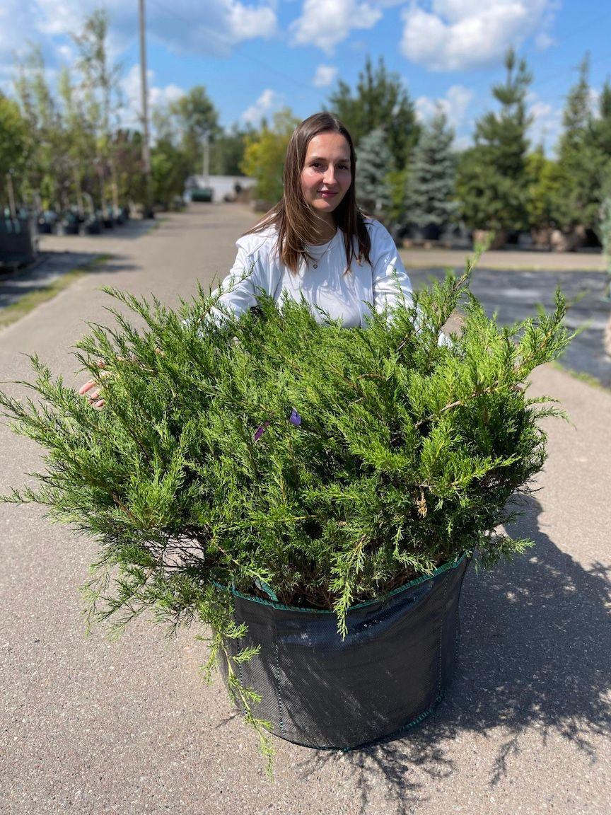 Фото Можжевельник средний Минт Джулеп 