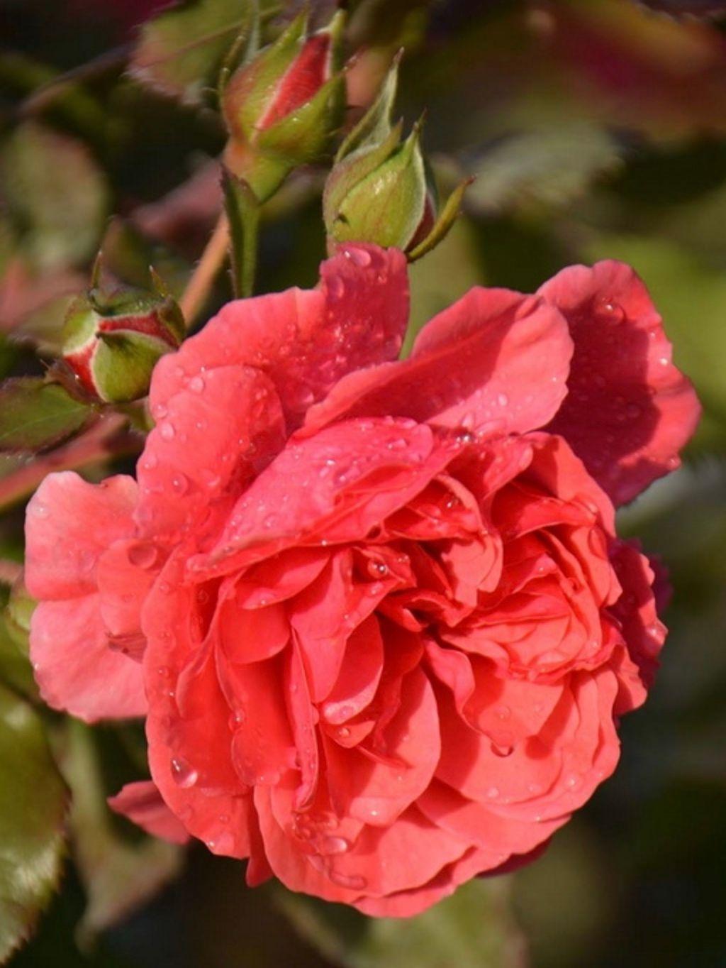 Фото Роза на штамбе `Розариум Ютерзен` Rosa `Rosarium Uetersen` (S)