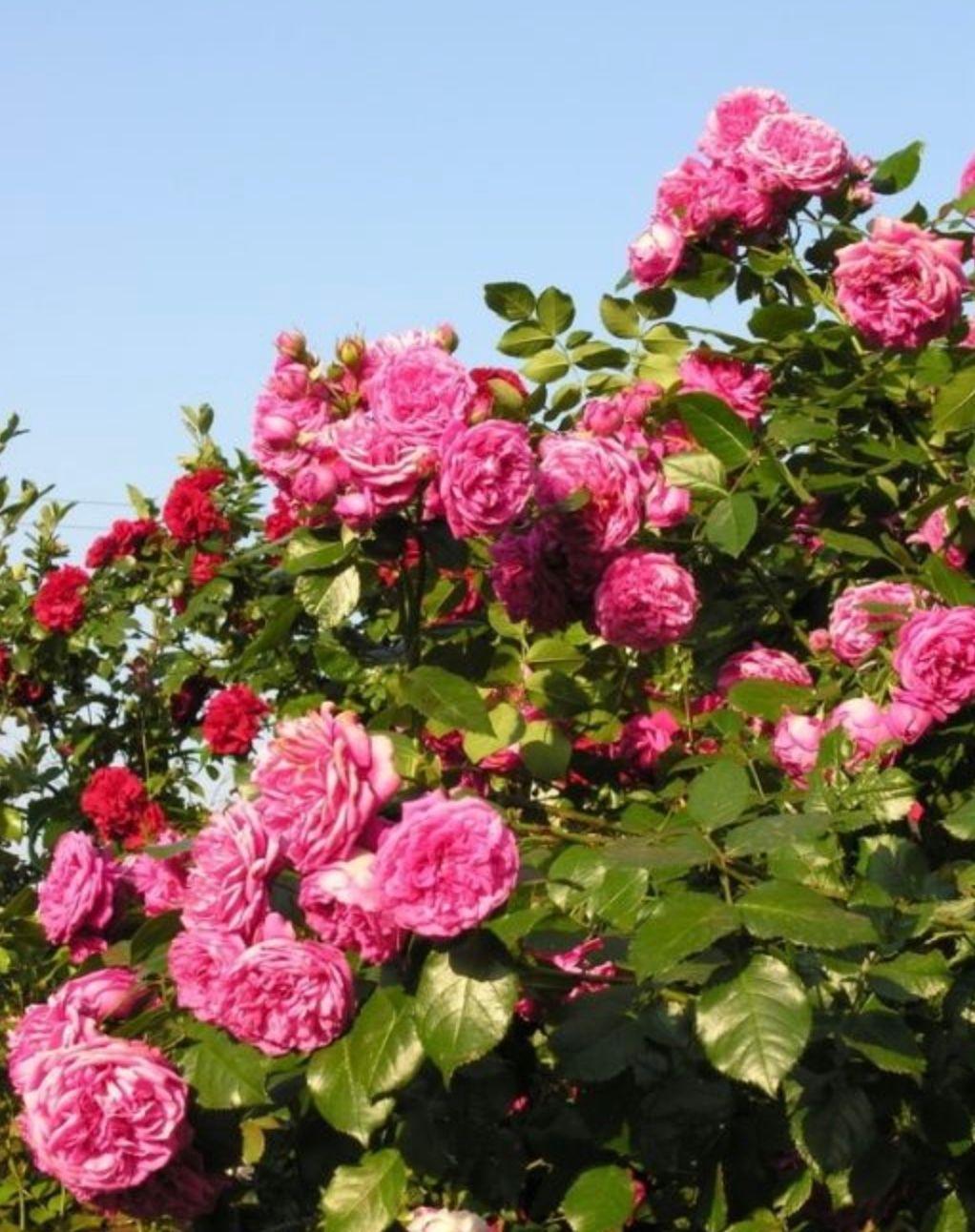 Фото Роза плетистая Лагуна