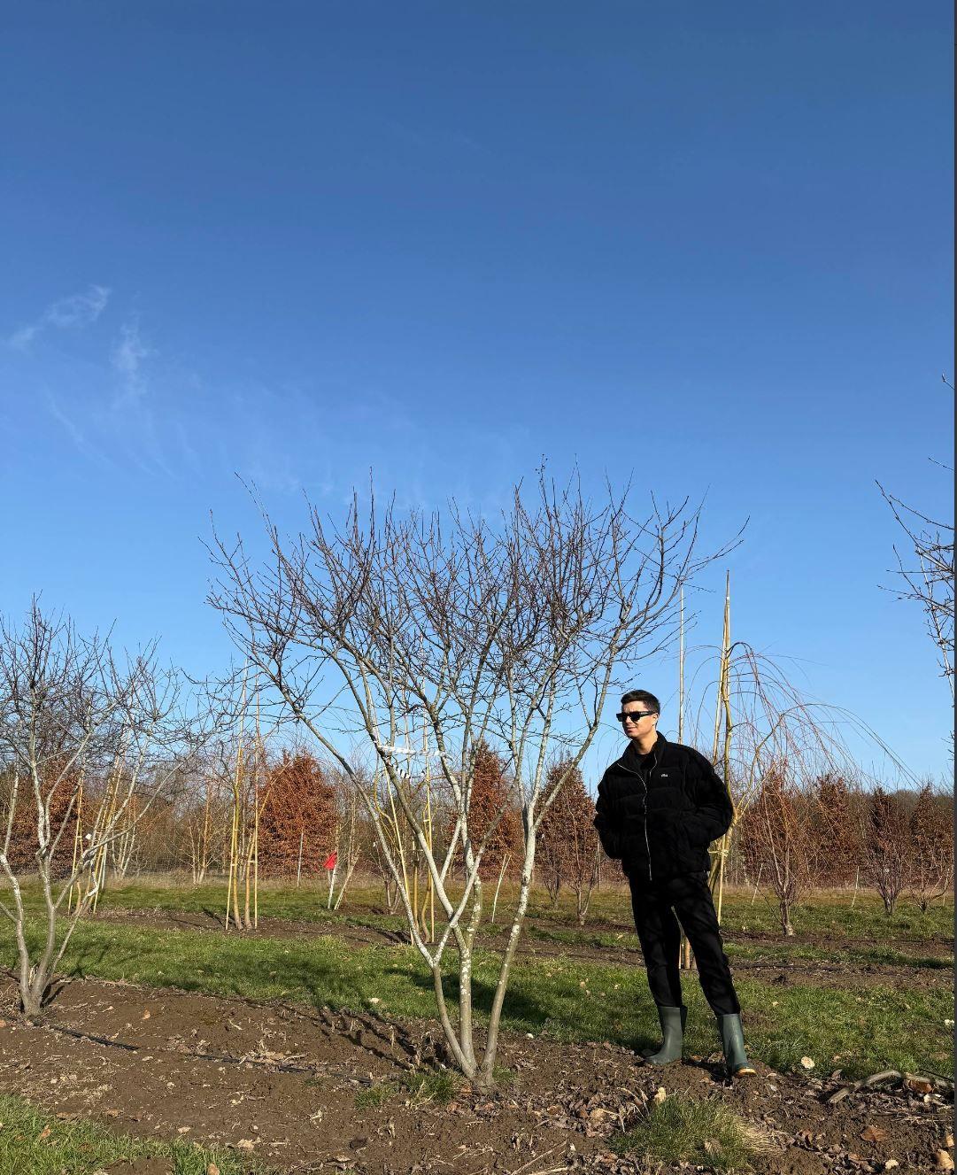 Фото Ирга канадская "Ламарка" (форма Зонт) 