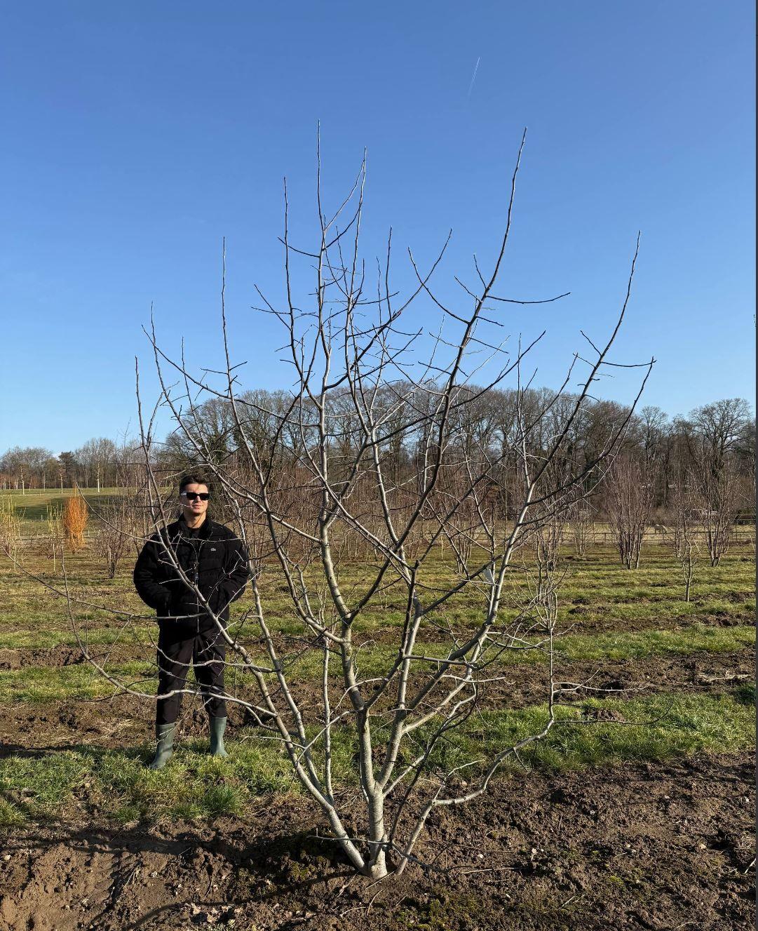 Фото Яблоня декоративная "Бренди Мейджик" (мультиштамб)
