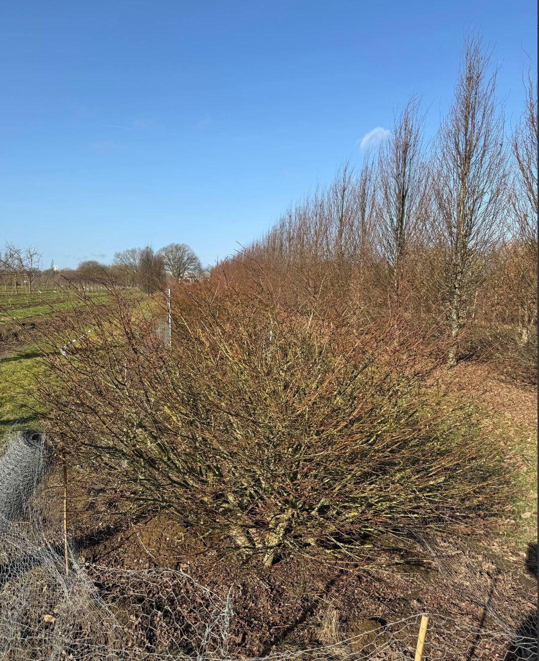 Фото Бересклет крылатый "Компактус" (форма ШАР) 