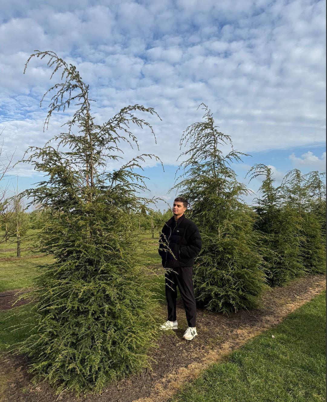 Фото Тсуга канадская