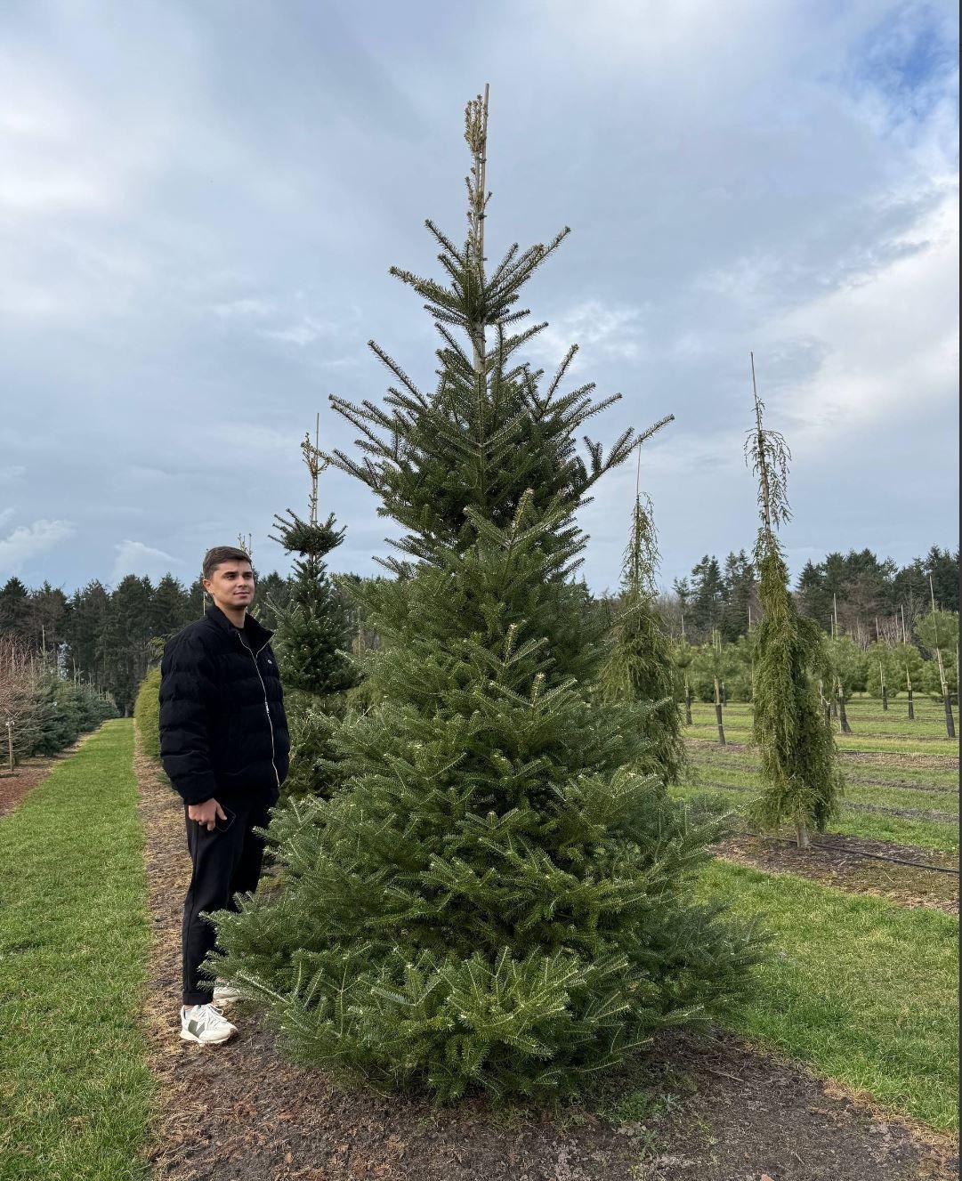 Фото Пихта корейская "Самлинг"