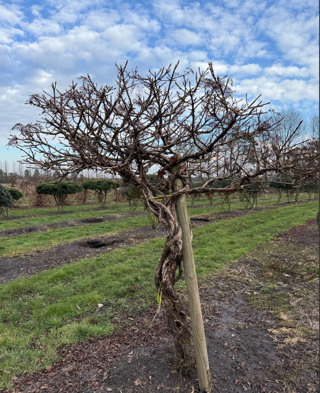 Фото Гортензия ползучая (форма ЗОНТ) 