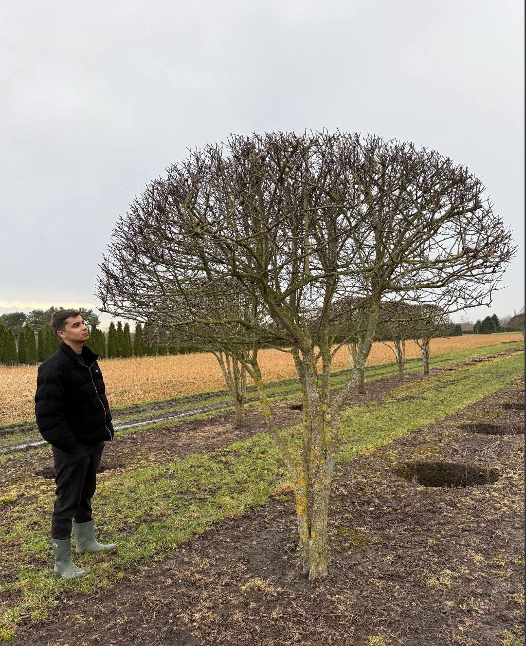 Фото Боярышник сливолистный (форма ЗОНТ), luxx