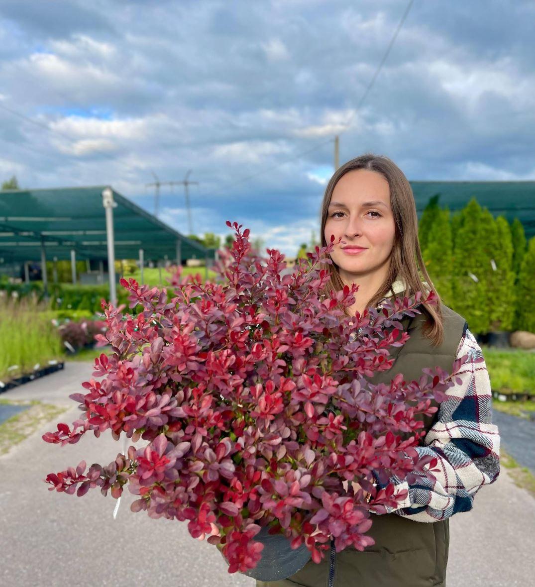 Фото Барбарис тунберга Антропурпуреа Нана