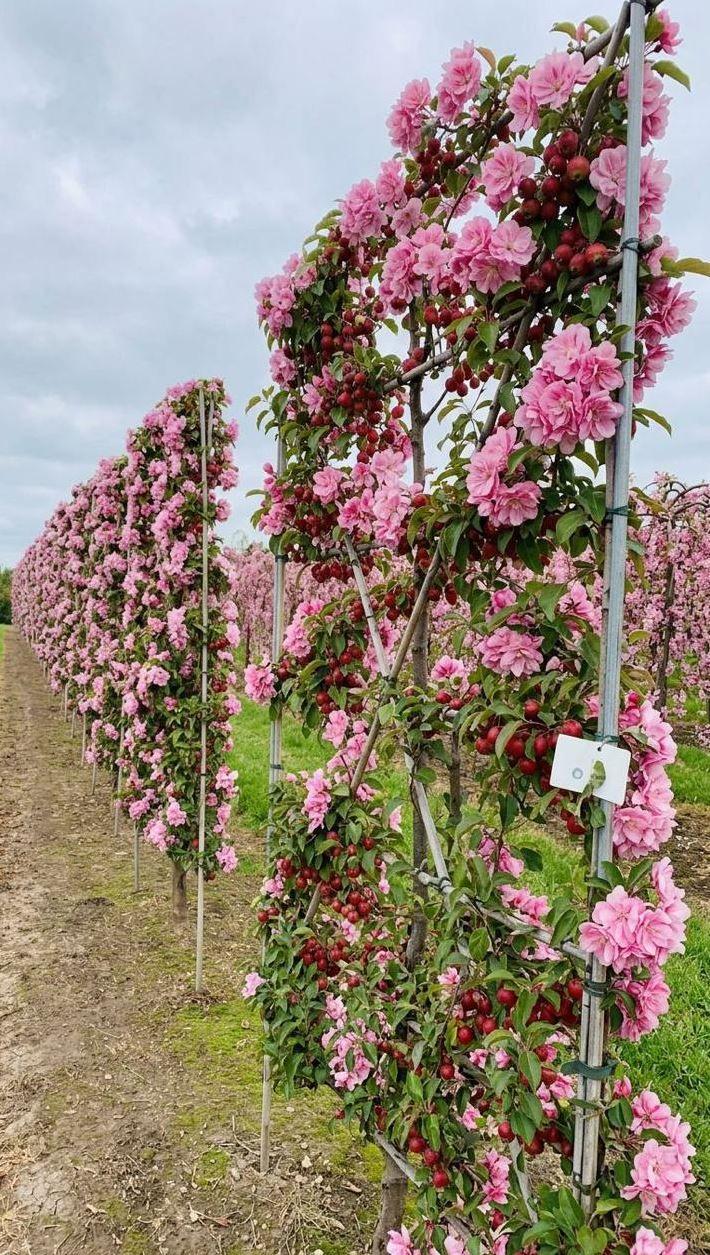 Фото Яблоня декоративная "Рудольф", Шпалера