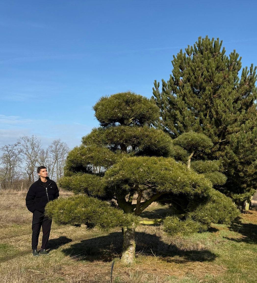 Фото Королевский бонсай (Ниваки из сосны черной), LUXX