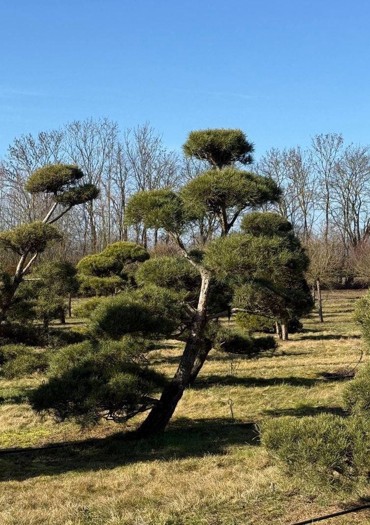 Фото Королевский бонсай (Ниваки из сосны обыкновенной), LUXX