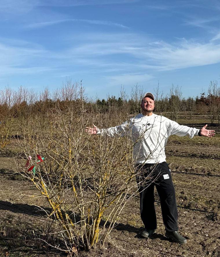 Фото Калина обыкновенная "Розеум"