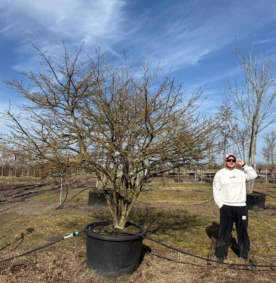Фото Бересклет крылатый (форма Зонт), luxx