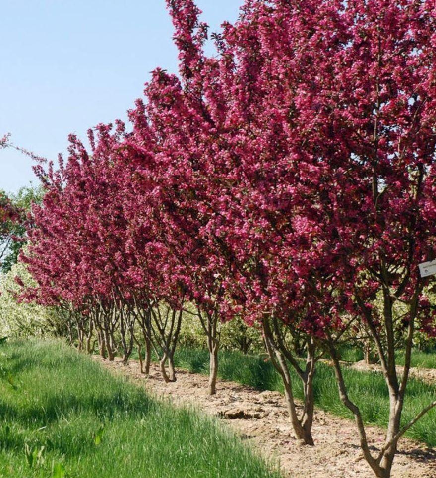 Фото Яблоня декоративная "Кокцинелла"