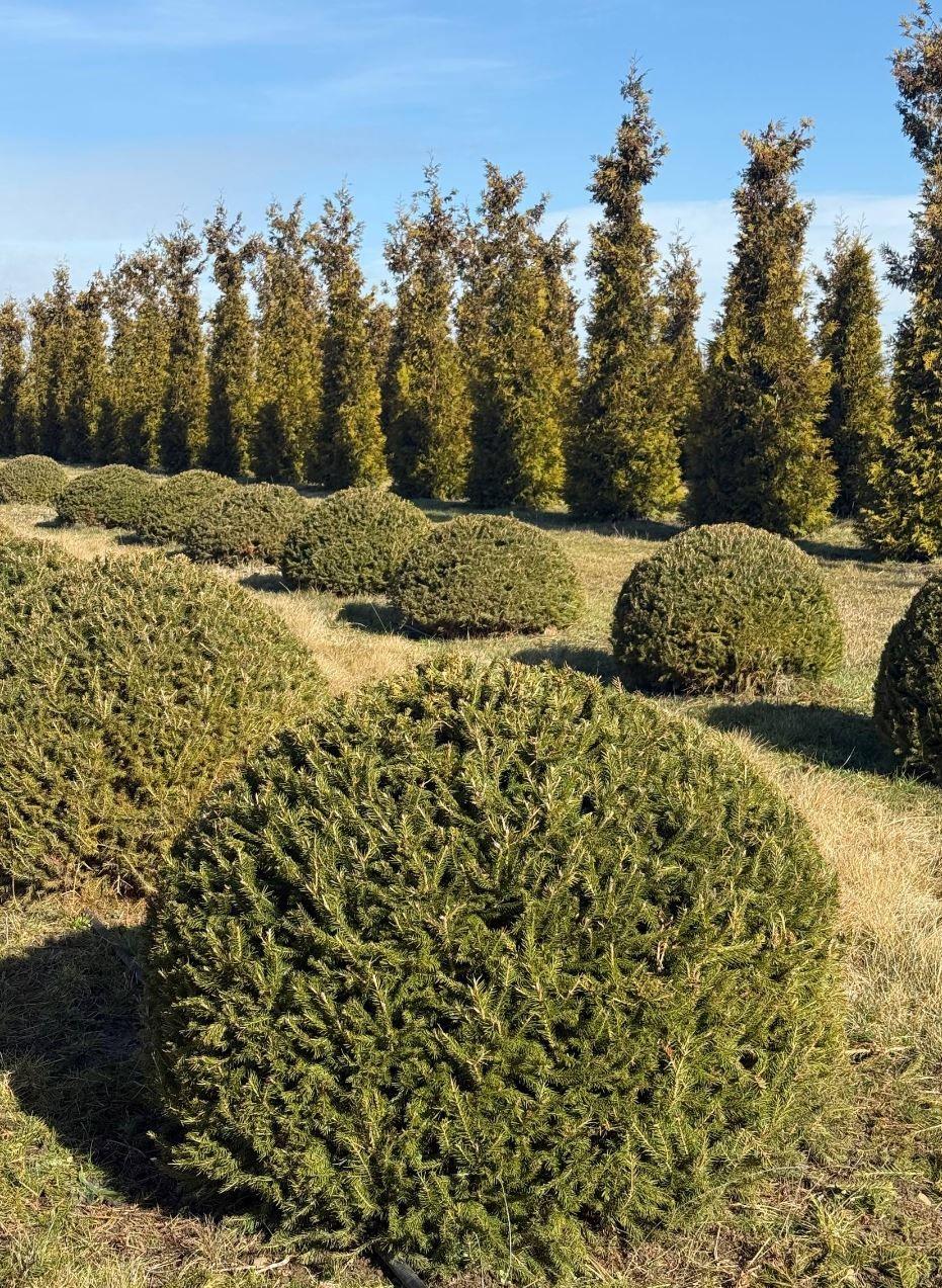 Фото Ель европейская (форма Шар) 