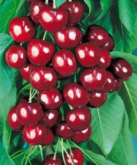 Фото Черешня «Овстуженка»