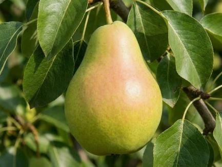 Фото Груша «Просто Мария»