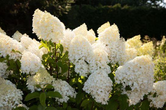 Фото Гортензия метельчатая «Sugar Rush»