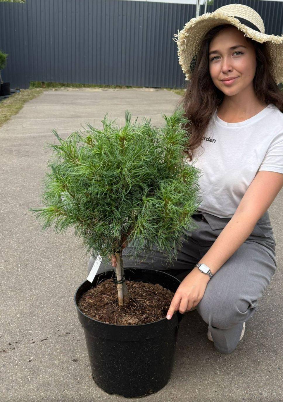 Фото Сосна веймутова "Тини Керлс", Штамб