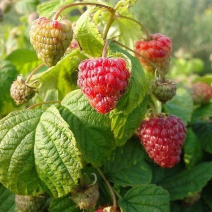 Фото Малина "BonBonBerry Yummy"