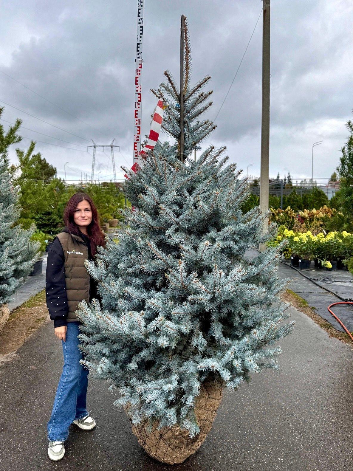 Фото Ель колючая Хупси