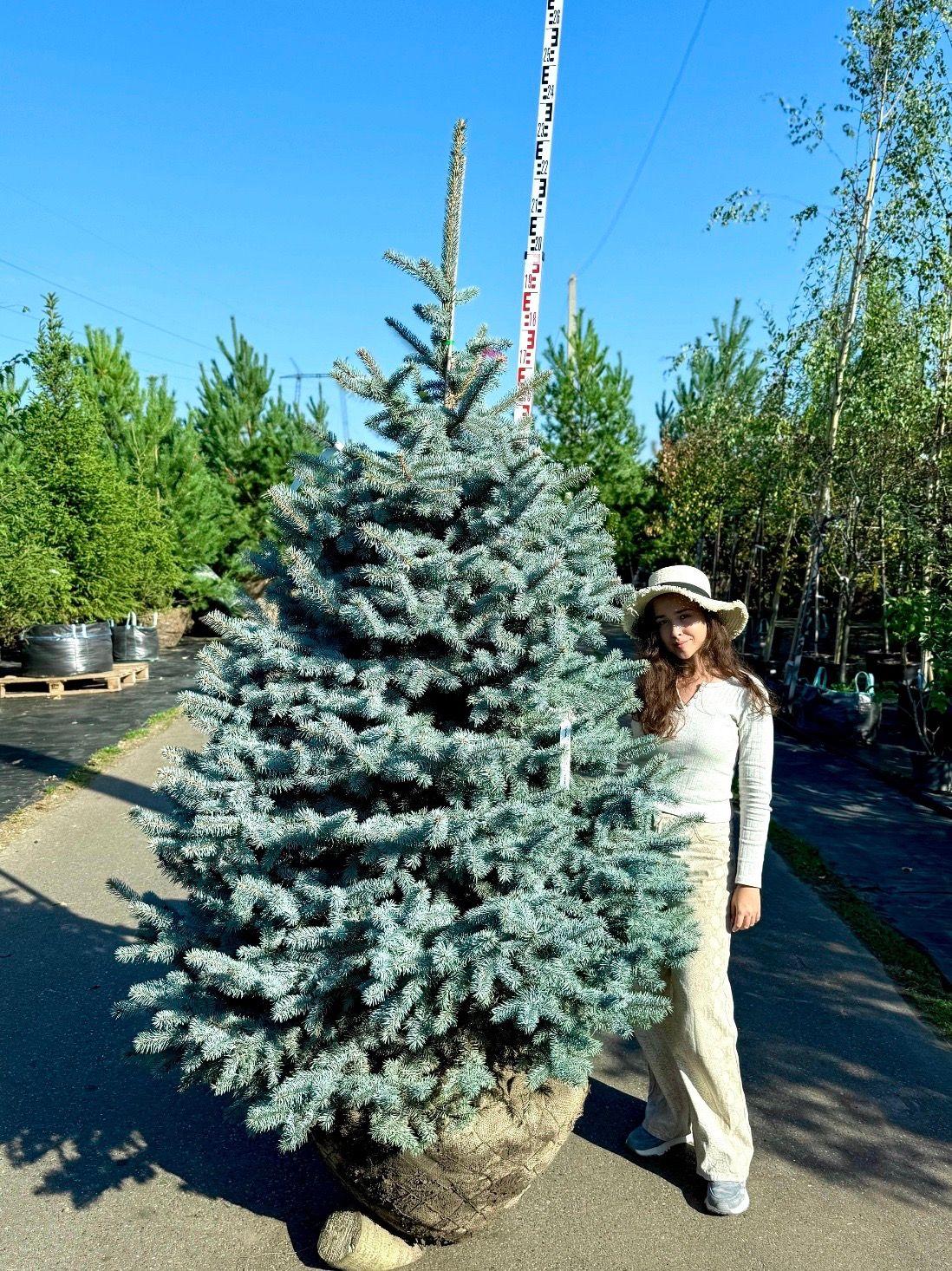 Фото Ель колючая Фэт Альберт