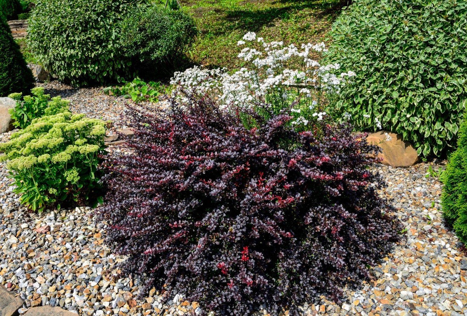 Фото Барбарис Тунберга «Concorde»