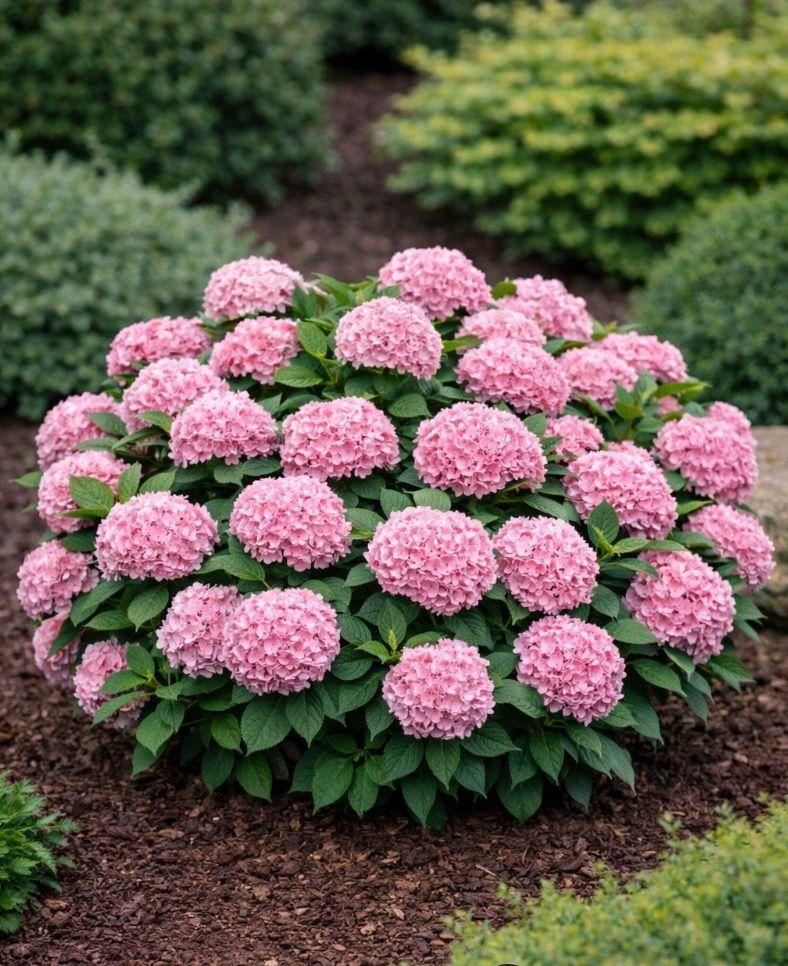 Фото Гортензия крупнолистная «Endless Summer rosa»